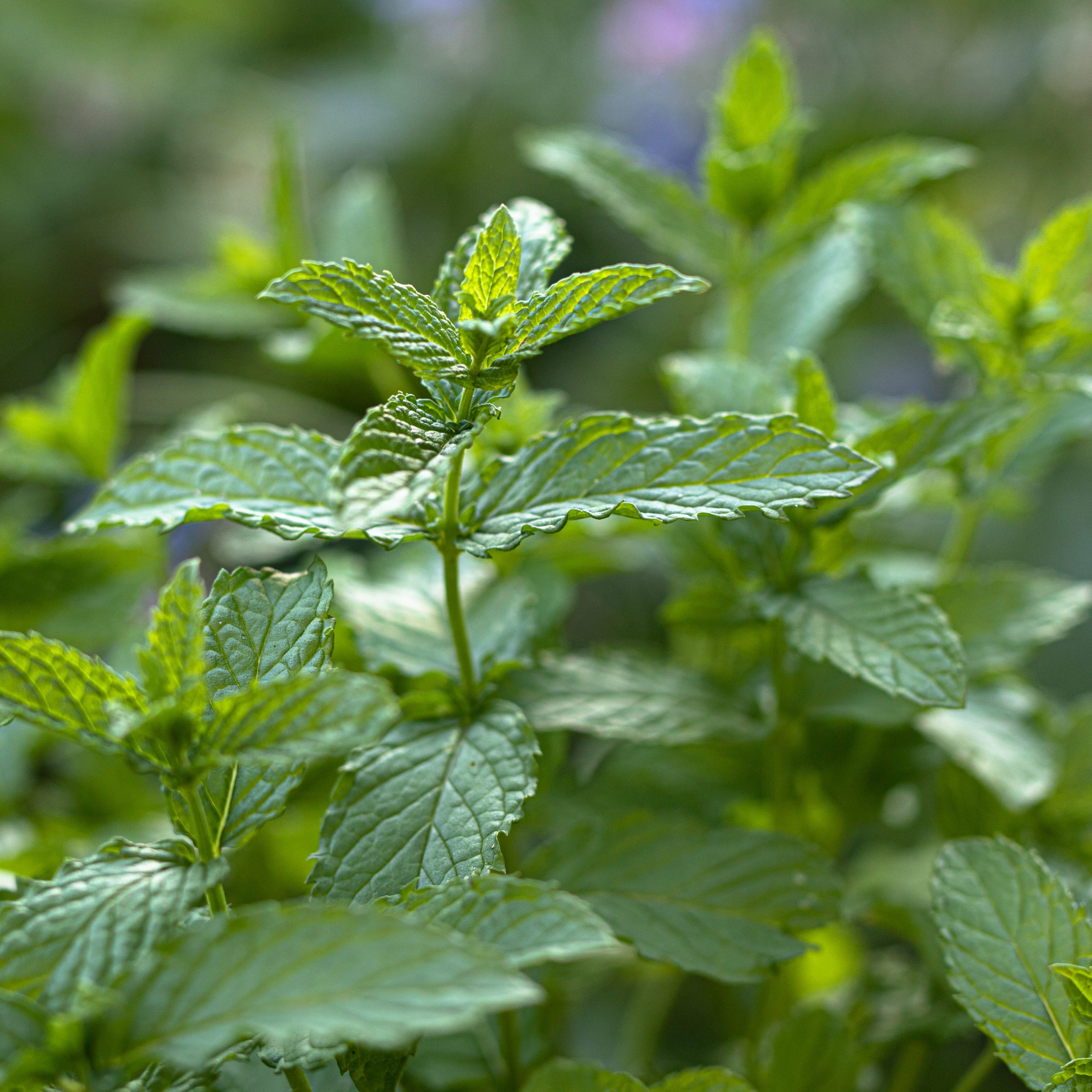 Aromatinga mėta.