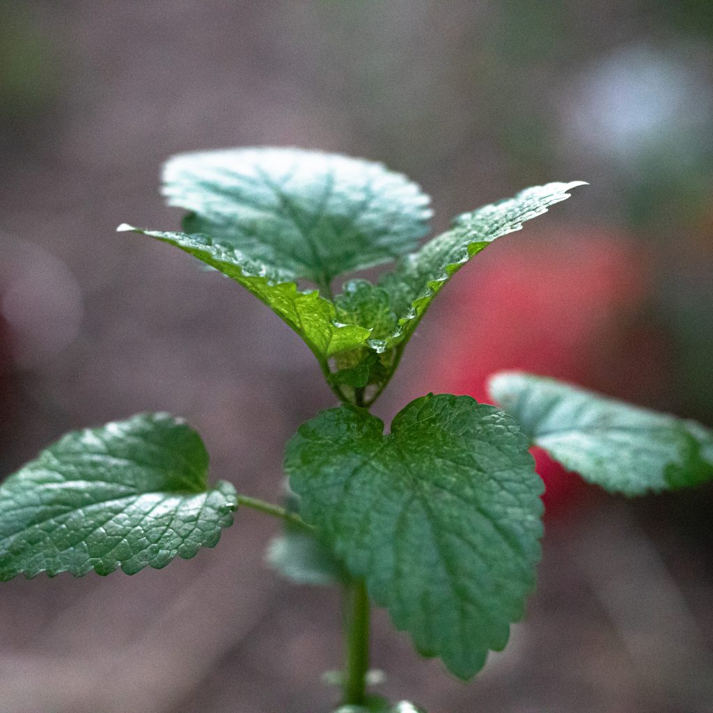 Aromatingas, arbatinis augalas.
