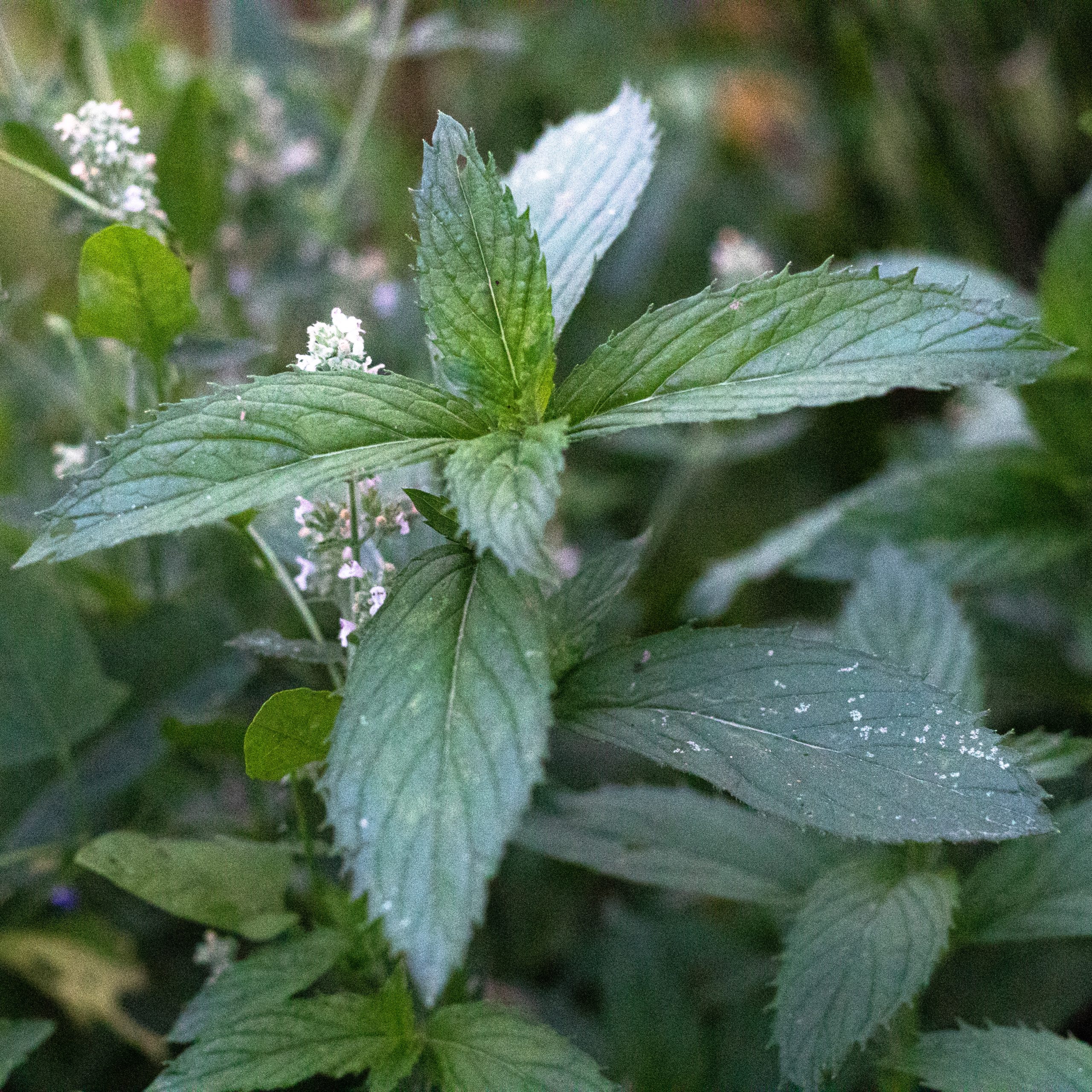 Aromatingas augalas.
