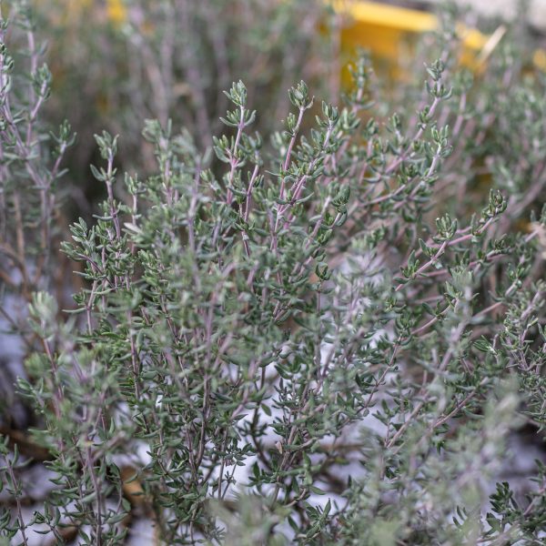 Vaistinis čiobrelis