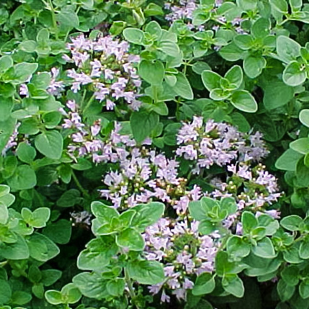Raudonėlis „Vitara Green”