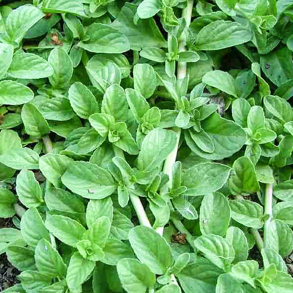 Vaistažuolinis, aromatinis augalas.