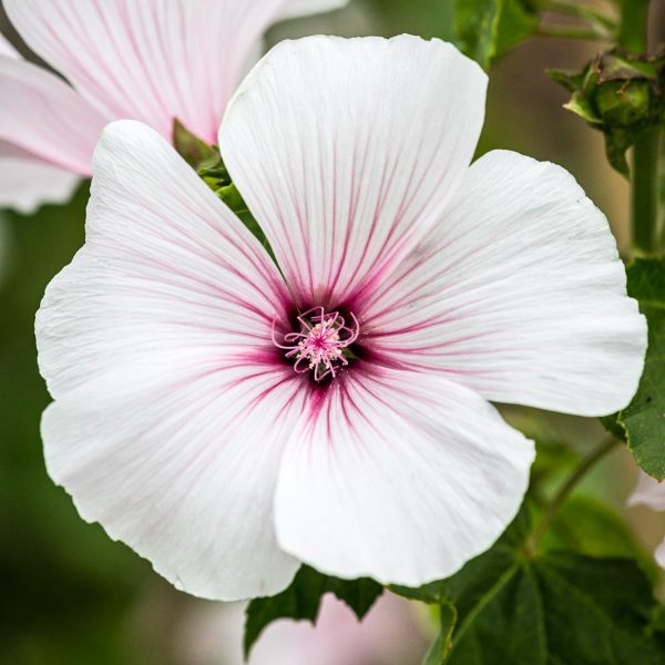 Darželinė rožūnė „Dwarf Pink Blush”