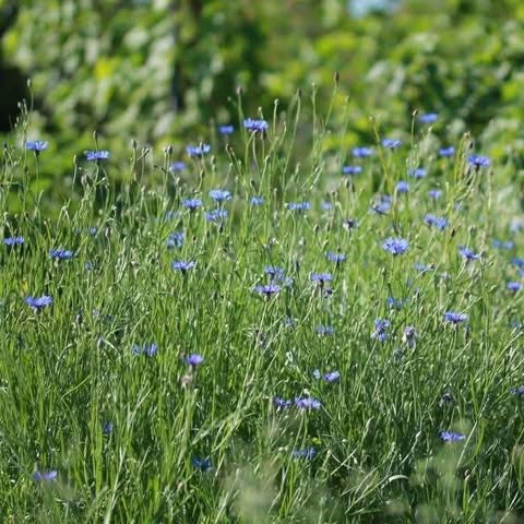 Rugiagėlė „Florence Blue”