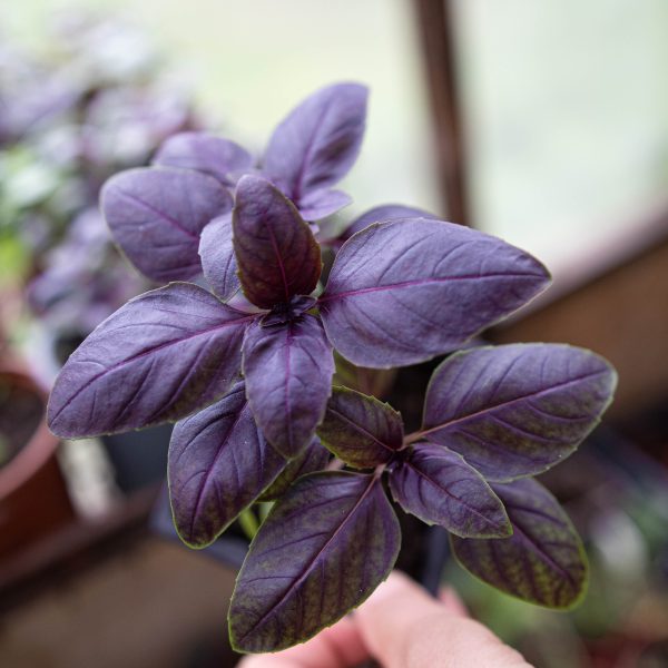 Kvapieji bazilikai „Purple Opaal”