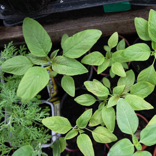 Uodeguotasis burnotis „Viridis”