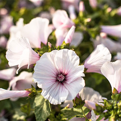Darželinė rožūnė „Dwarf Pink Blush”