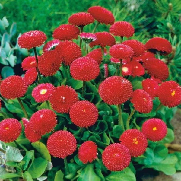 Daugiametė saulutė „Pomponette” raudona