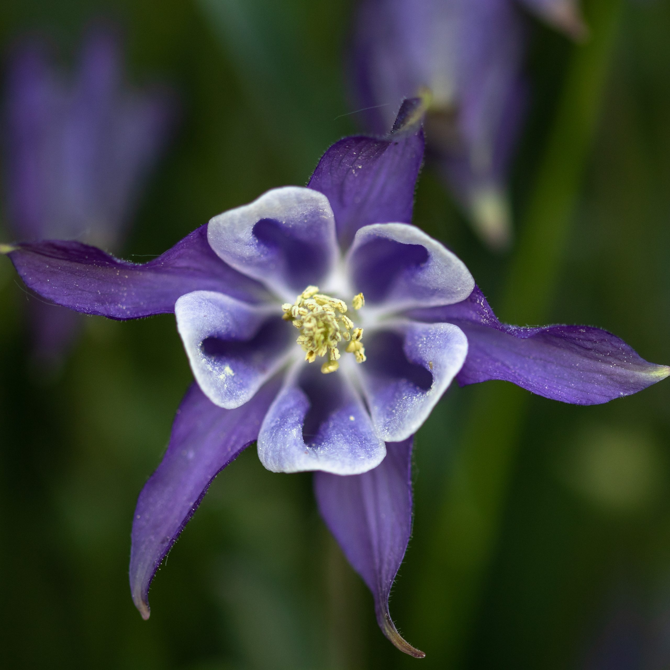 Senovinis augalas.