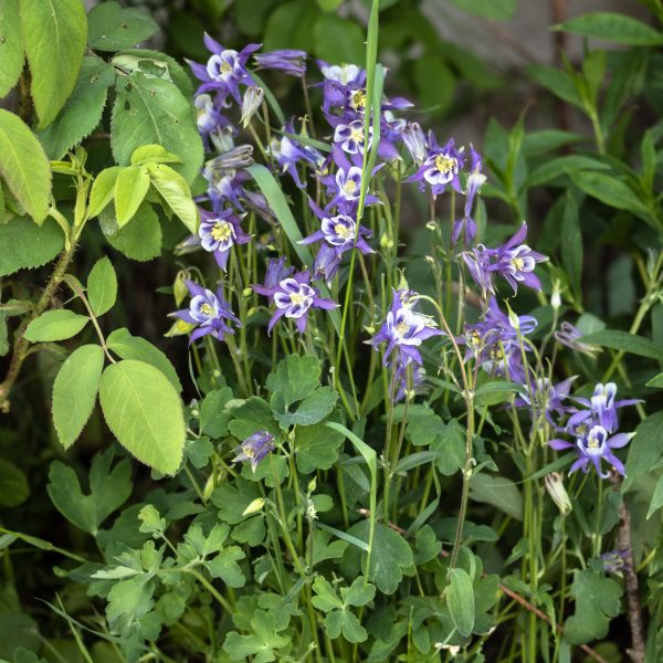 Paprastasis sinavadas „Blue Star”