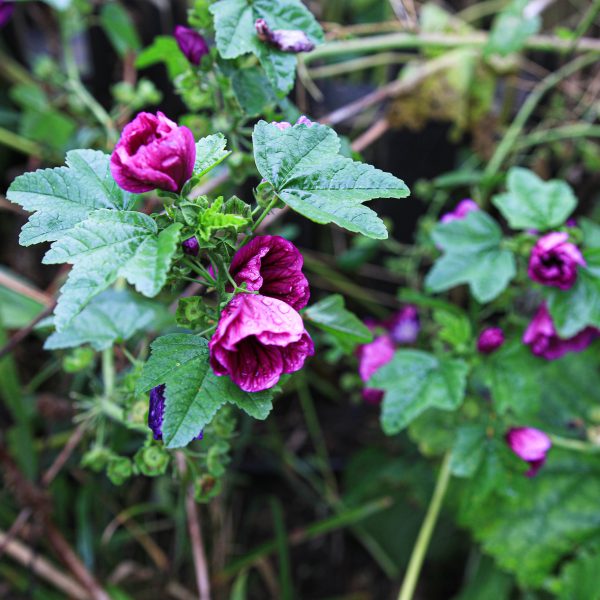Miškinė dedešva „Blue Mallow”
