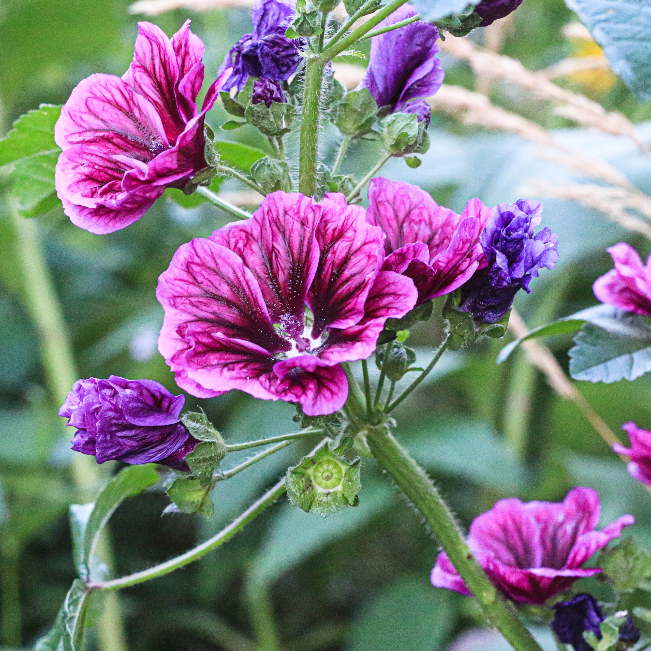 Miškinė dedešva "Blue Mallow"