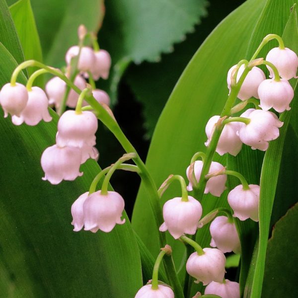 Paprastoji pakalnutė „Rosea”