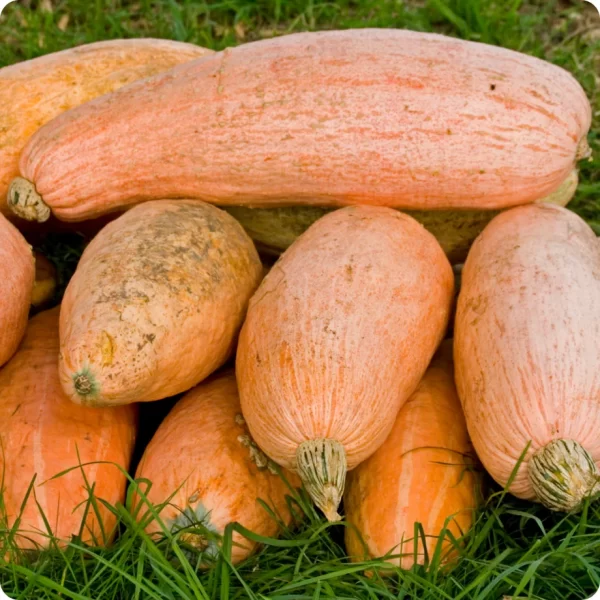 Moliūgas „Pink Banana Jumbo”