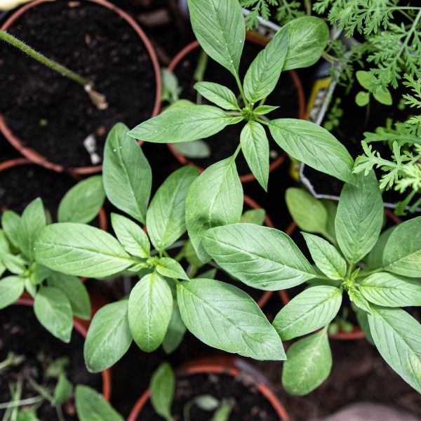 Nykštukinis burnotis „Green Thumb”