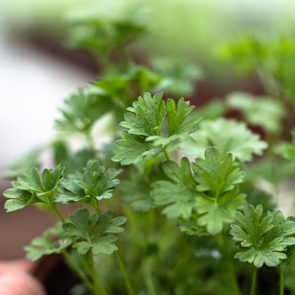 Petražolė „Double Curled Parsley”