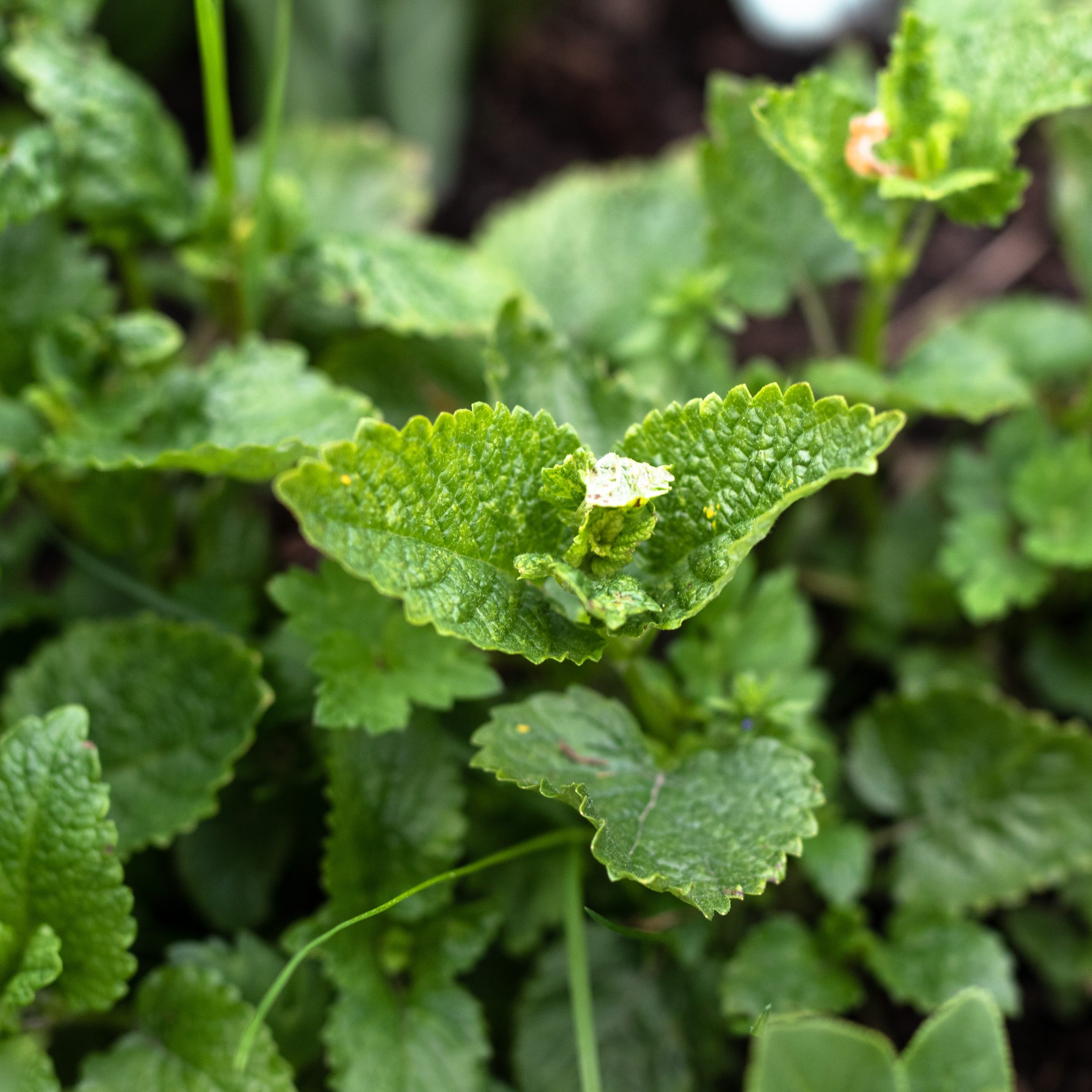 Aromatingas augalas.
