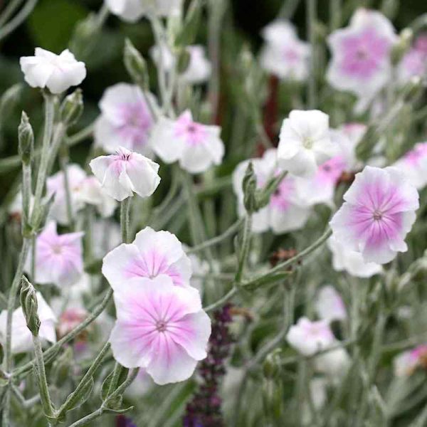 Vainikinė gaisrena „Angel Blush”