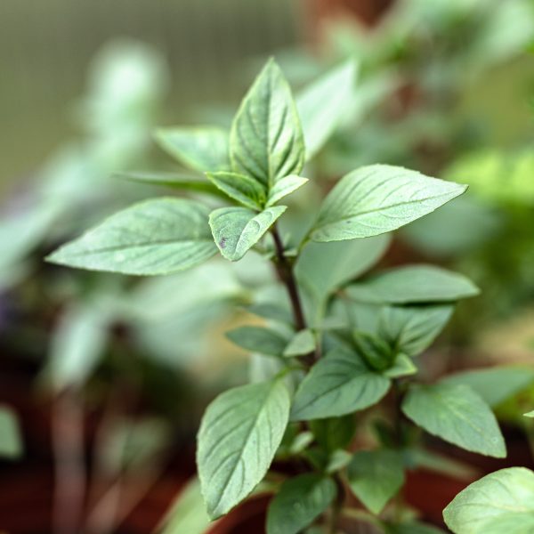 Kvapusis bazilikas „Everleaf Thai Towers”