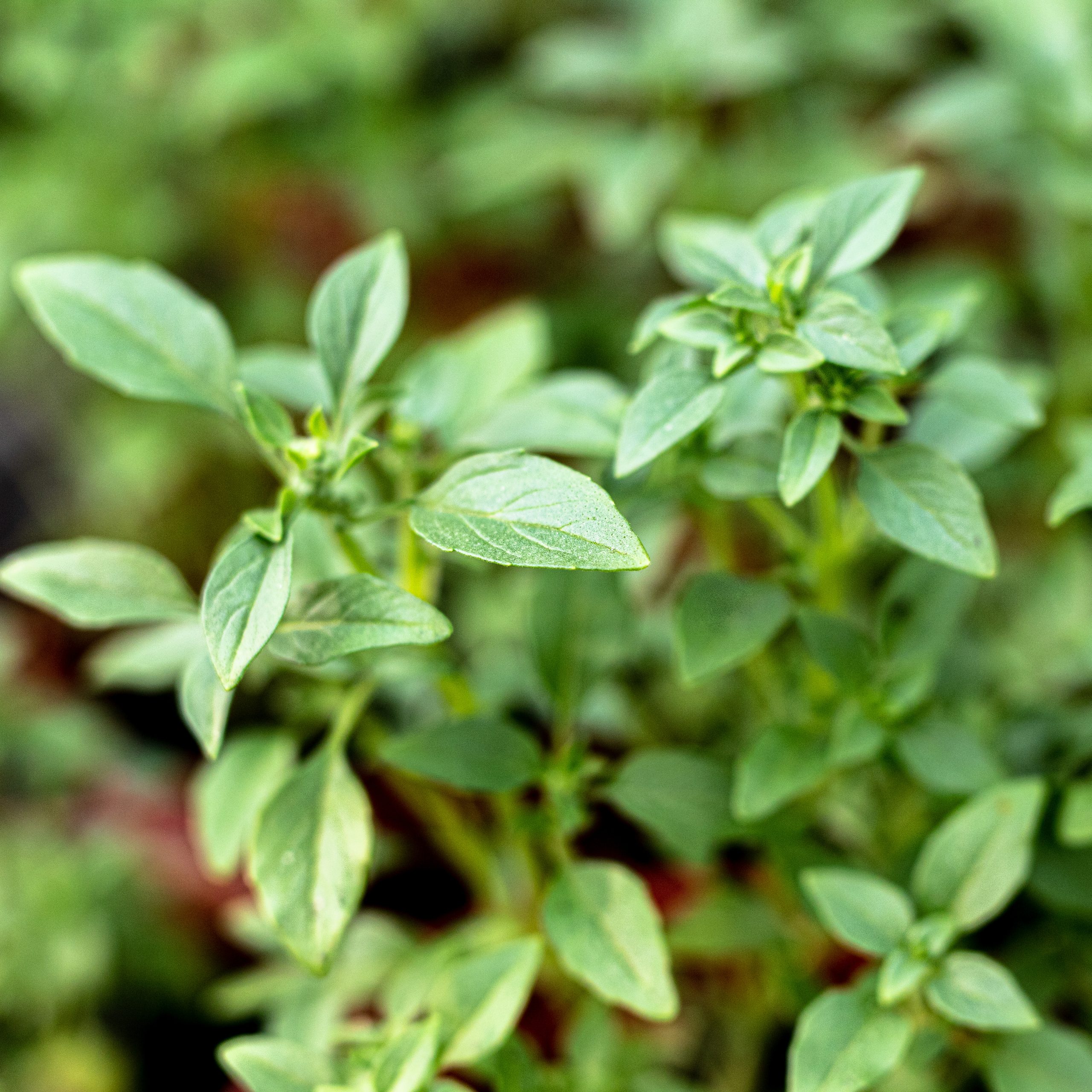 Prieskoninis augalas.