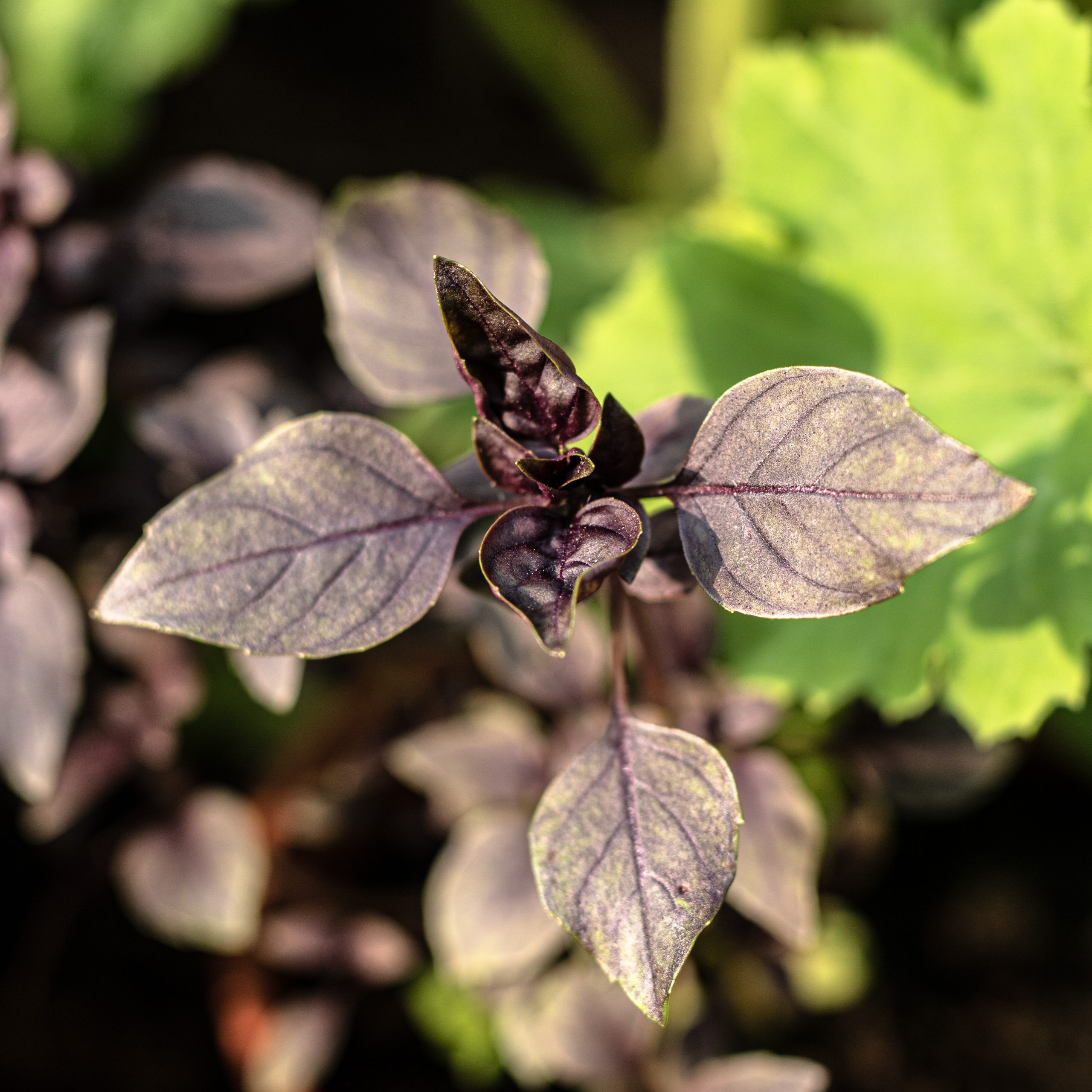 Aromatingas, prieskoninis augalas.