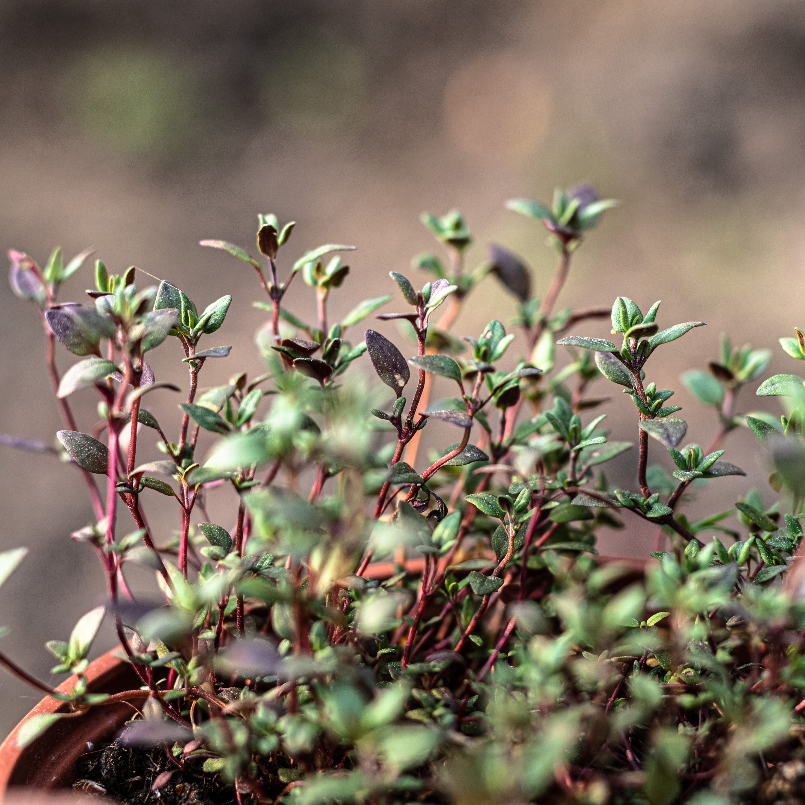 Aromatinis, daugiametis augalas.