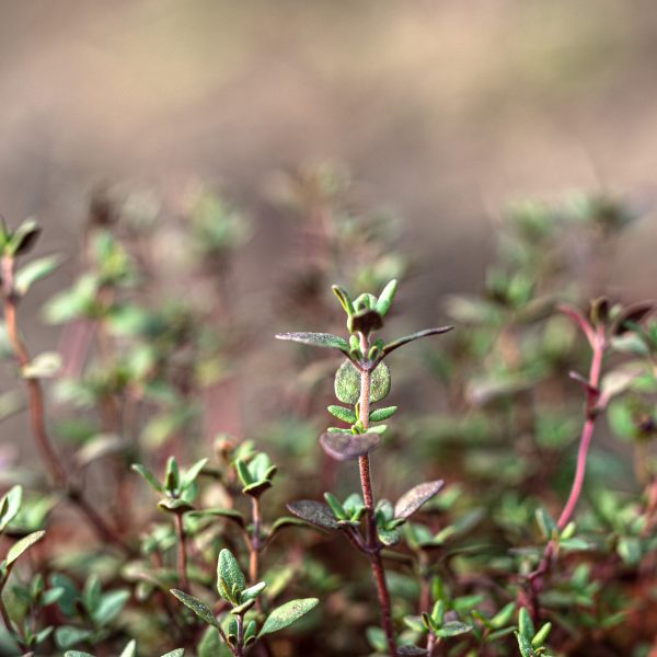 Vaistinis čiobrelis „German Winter”