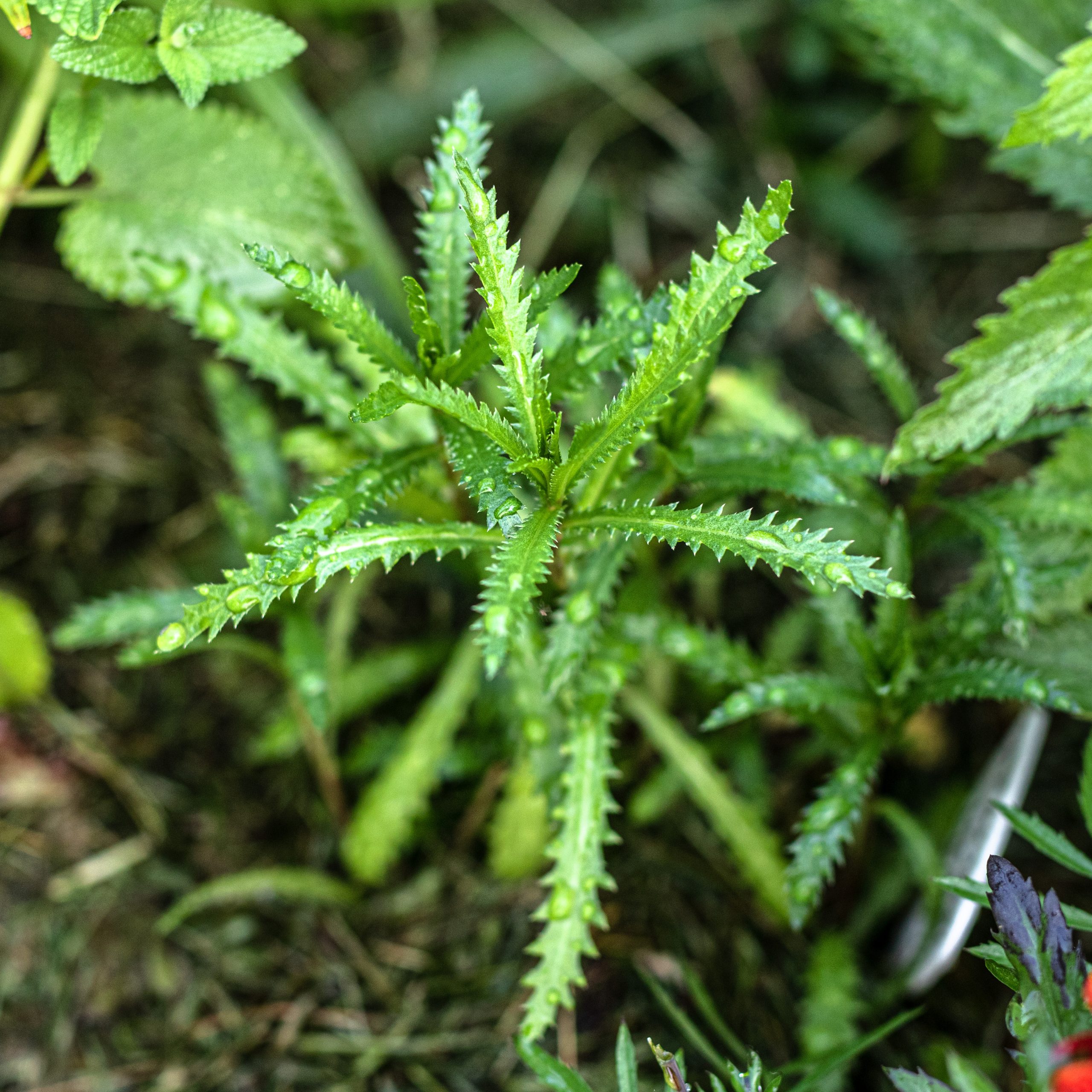 Daugiametis augalas gėlynams.
