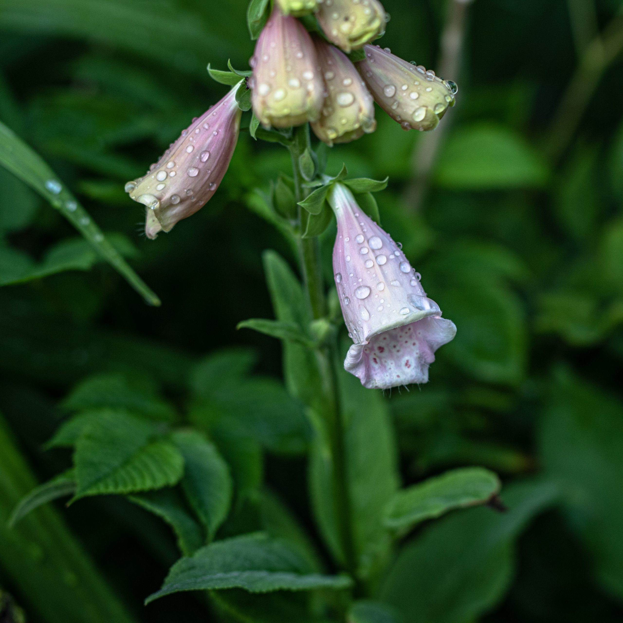Dekoratyvus dvimetis, pasisėjantis augalas.
