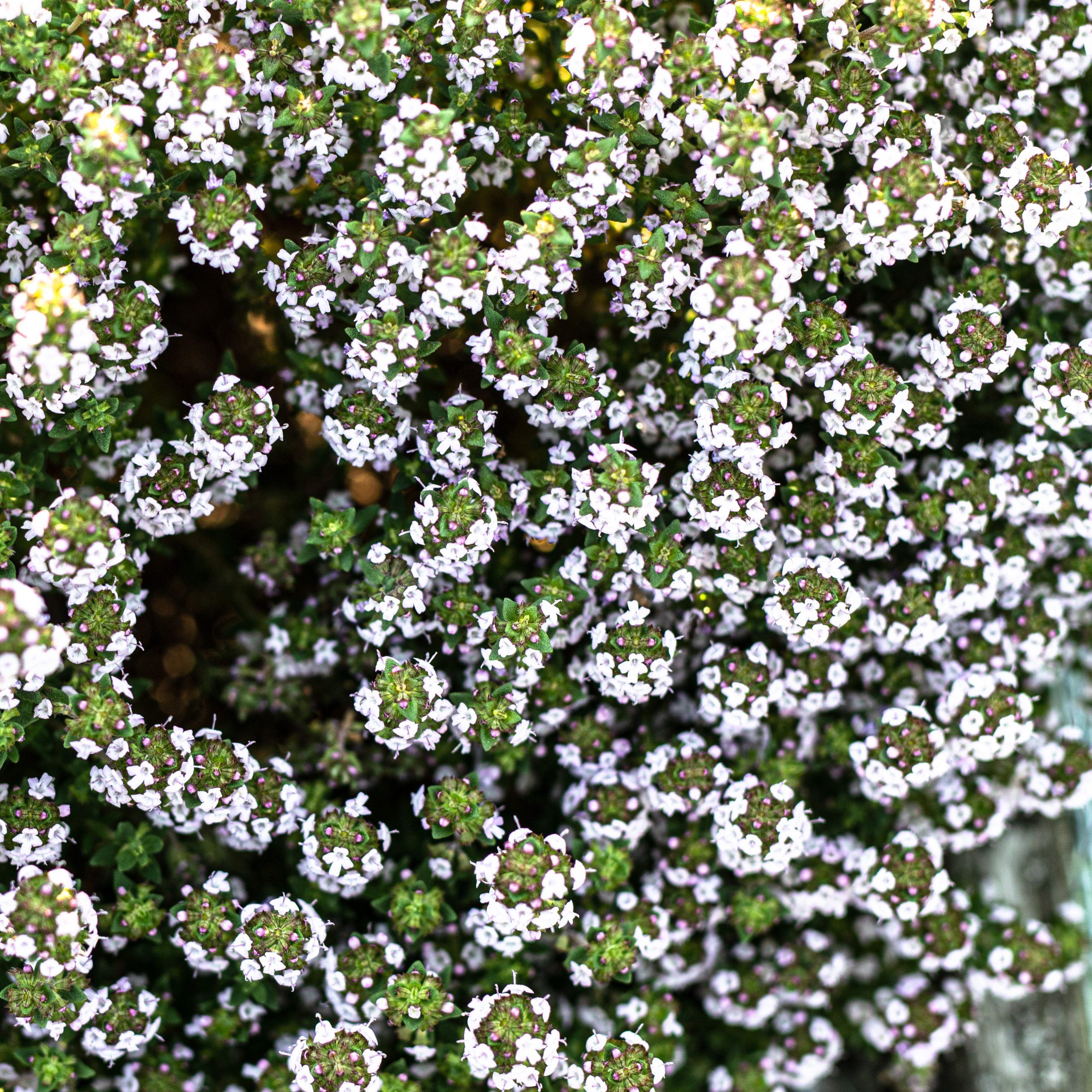 Medingas, aromatingas žemas augalas.