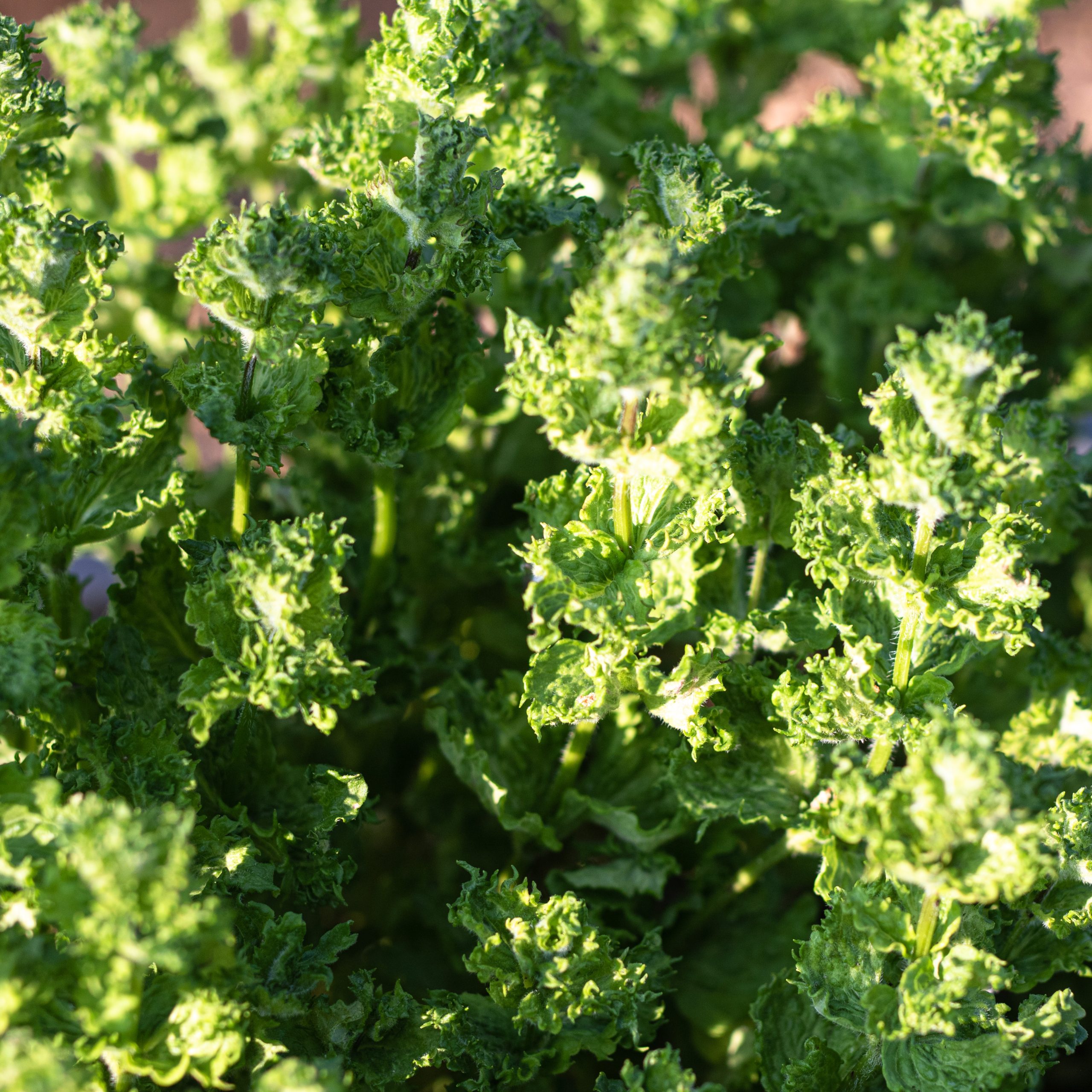 Dekoratyvus, aromatingas augalas.
