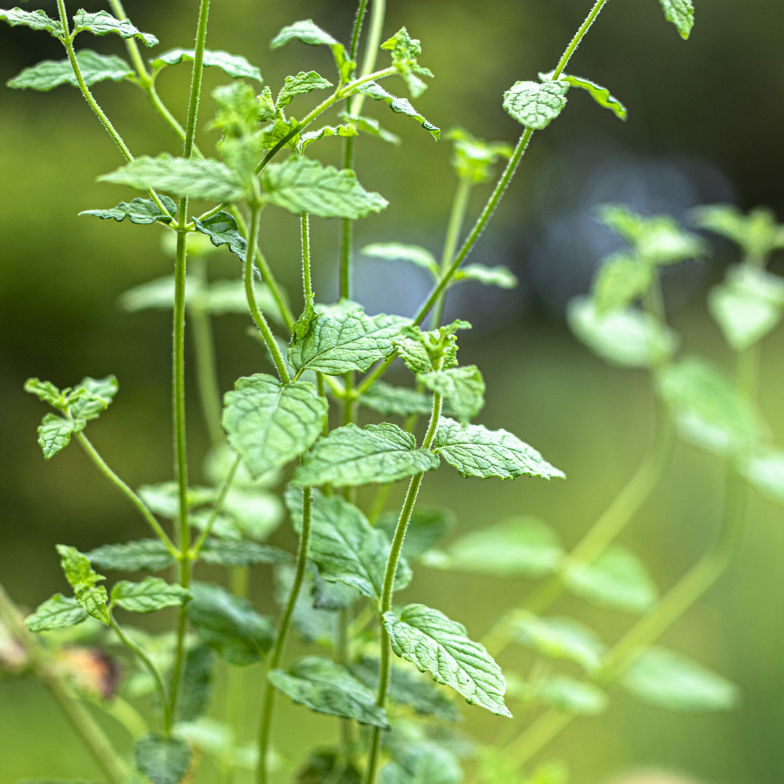 Aromatingas, daugiametis augalas.