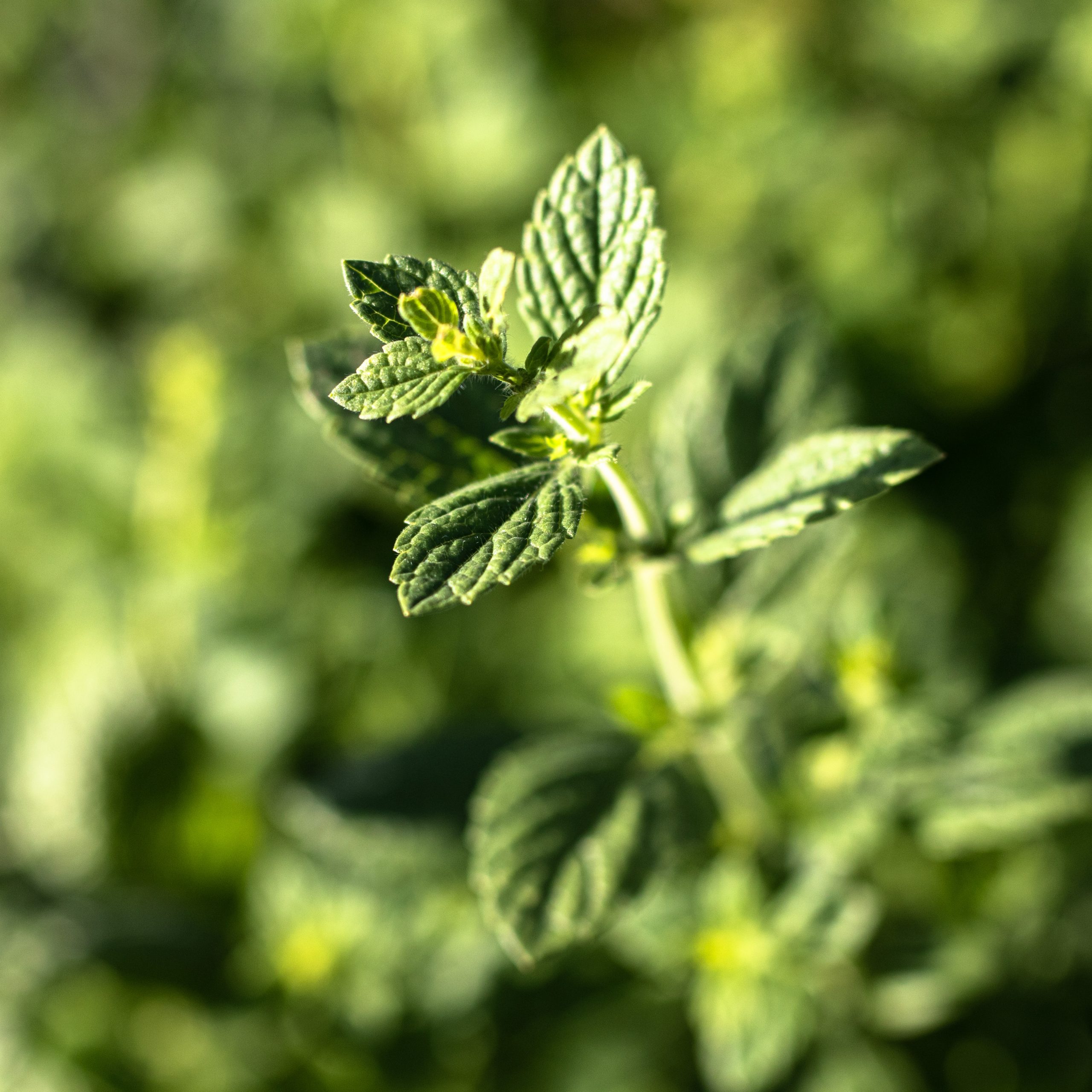 Aromatingas augalas.