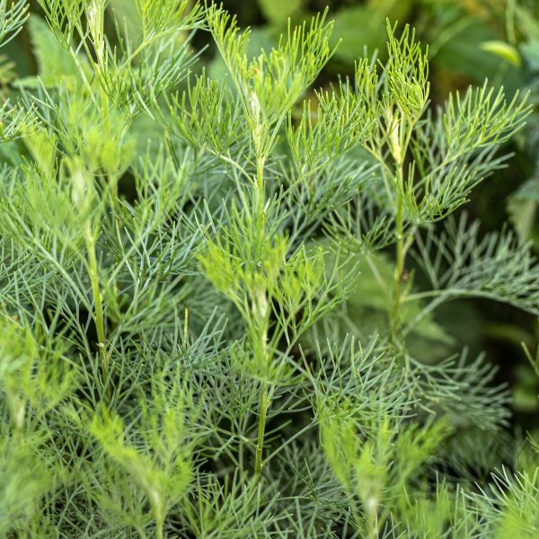 Diemedis „Citrina”