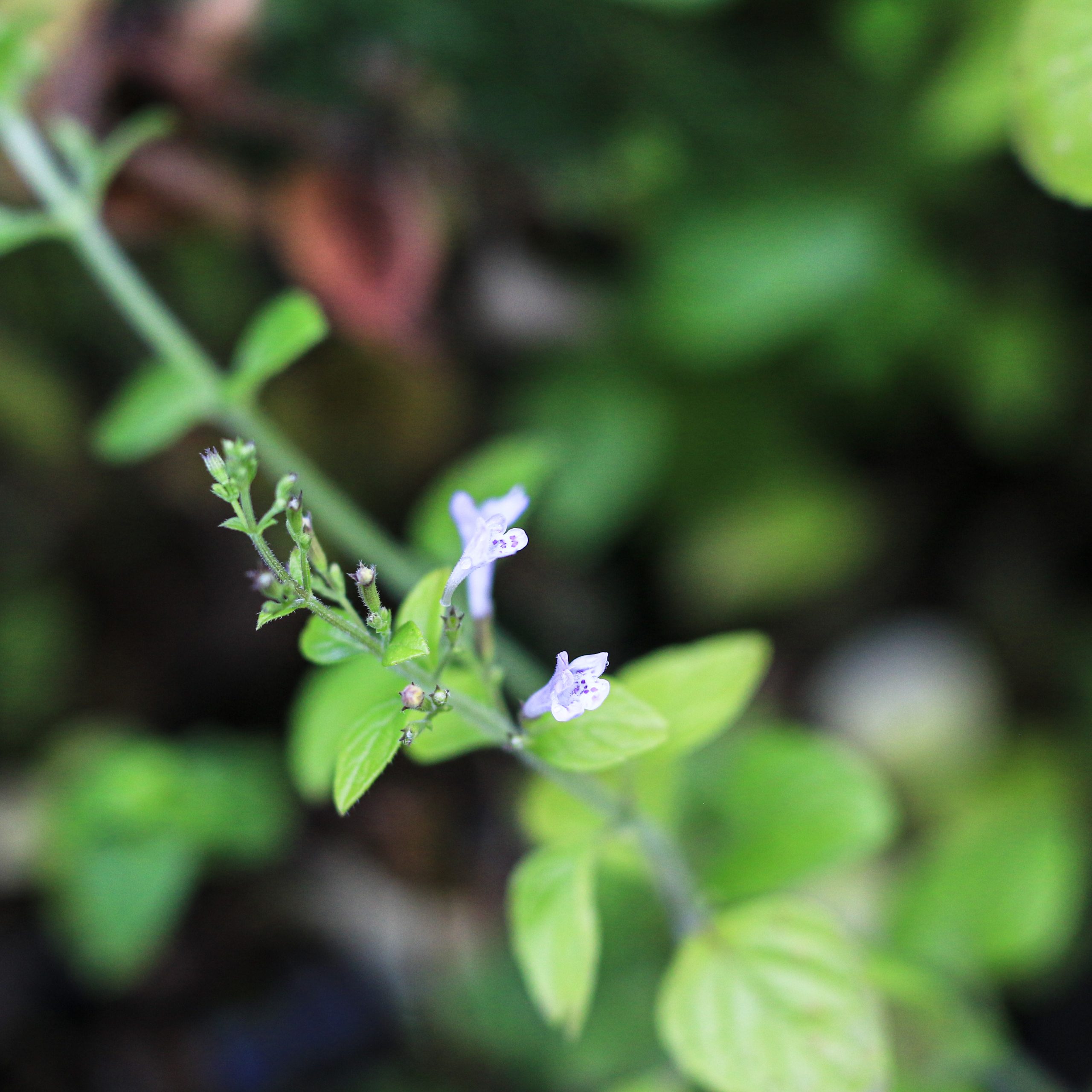 Aromatinis, vaistingas augalas.
