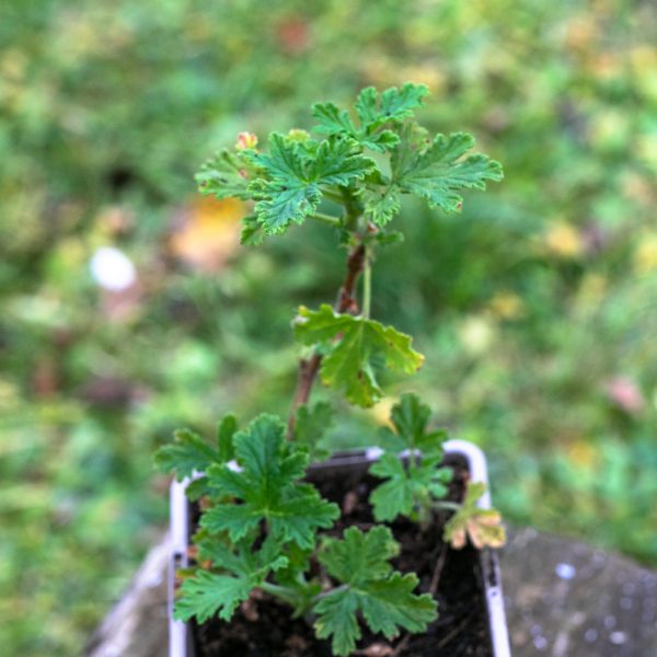 Jeronimas (Kvapioji pelargonija)