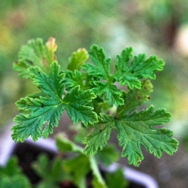 Jeronimas (Kvapioji pelargonija)