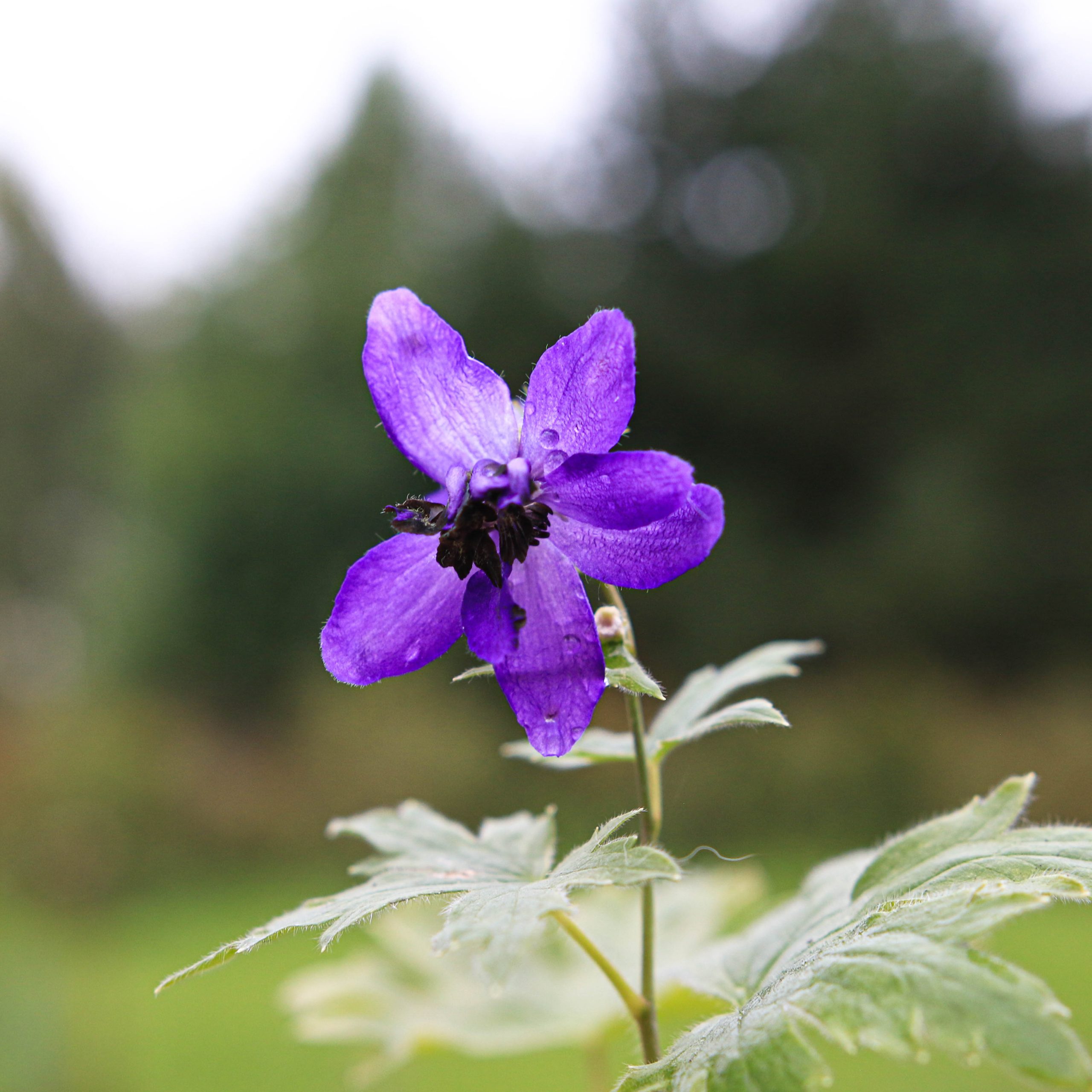 Didysis pentinius "Magic Fountain Dark Blue Dark bee"