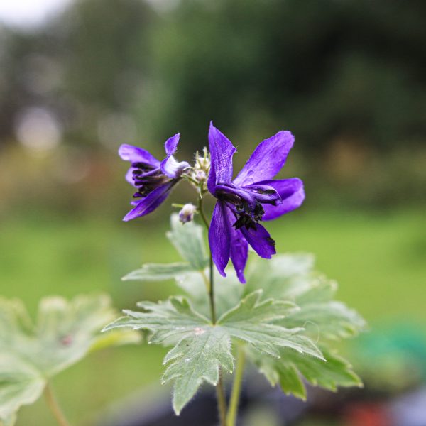 Didysis pentinius „Magic Fountain Dark Blue Dark bee”