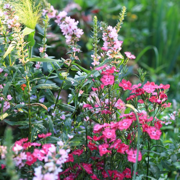 Šiurpinis tarprūšinis gvazdikas „Rockin’ Rose”