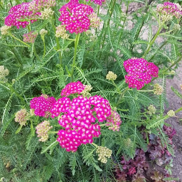 Paprastoji kraujažolė „Cerise Queen”