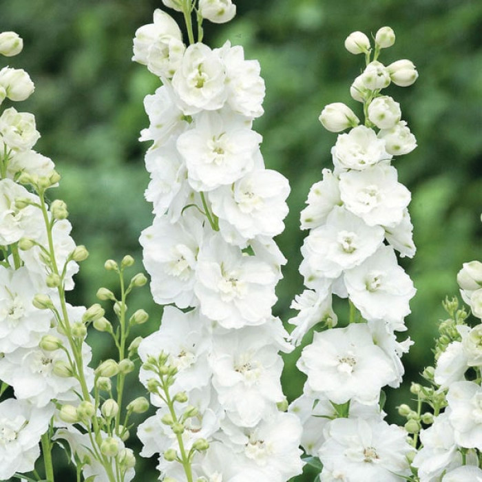 Didysis pentinius Magic Fountains Pure White
