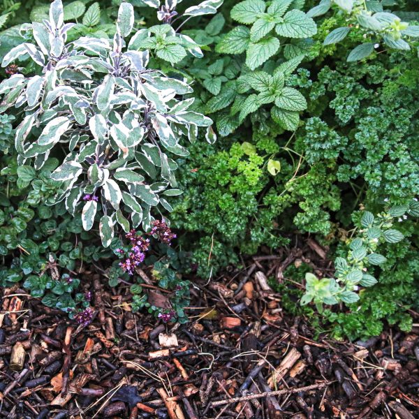 Petražolė „Double Curled Parsley”