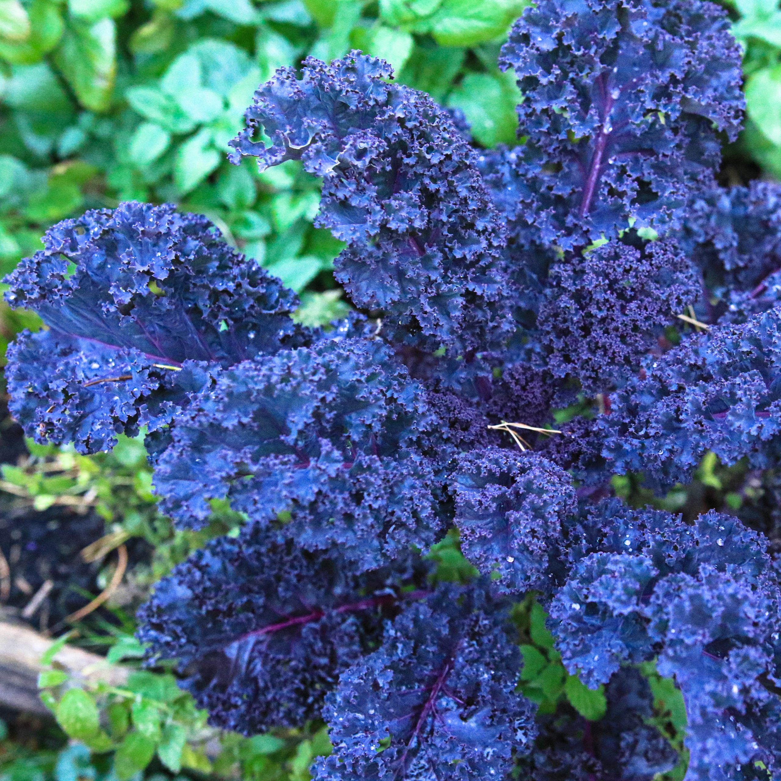 Garbanotieji kopūstai „Curly Kale”