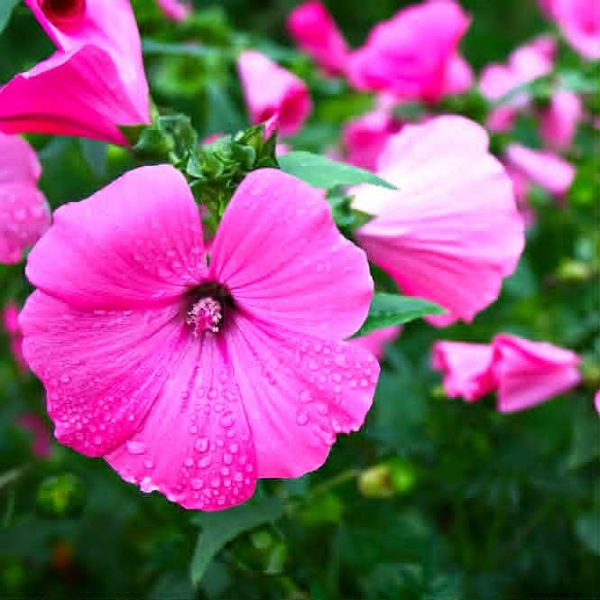 Darželinė rožūnė „Rose”