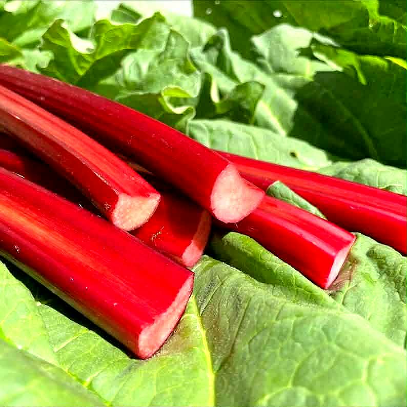 Pontinis rabarbaras.