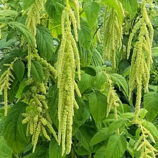 Uodeguotasis burnotis „Viridis”