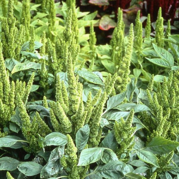Nykštukinis burnotis „Green Thumb”