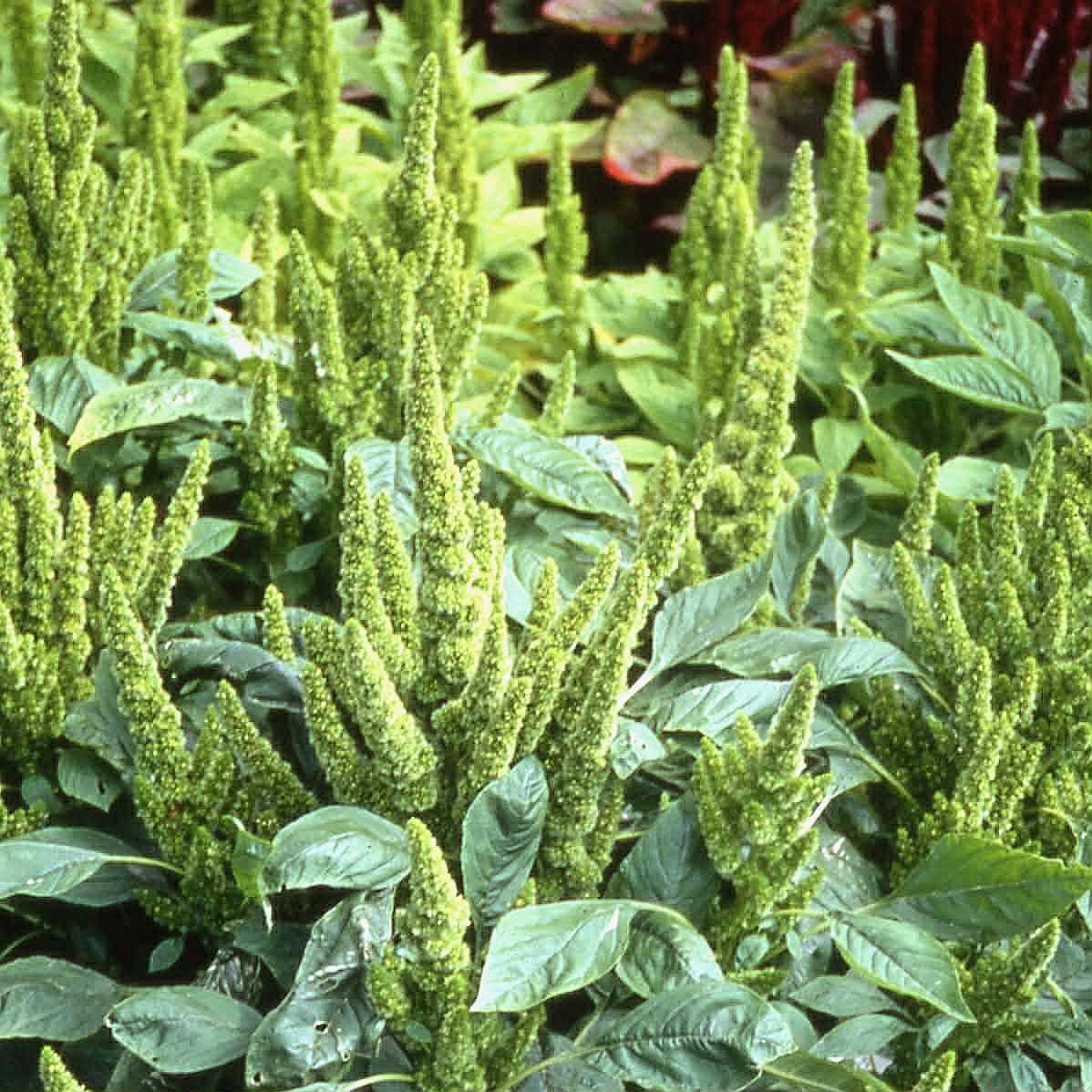 Nykštukinis burnotis "Green Thumb"