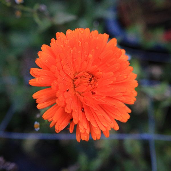 Vaistinė medetka „Orange Gitana”